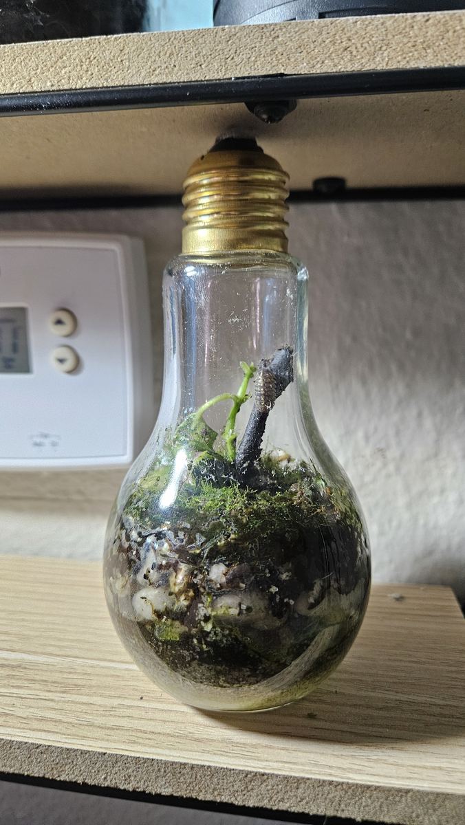 Light bulb terrarium with moss and a branch on a wooden shelf