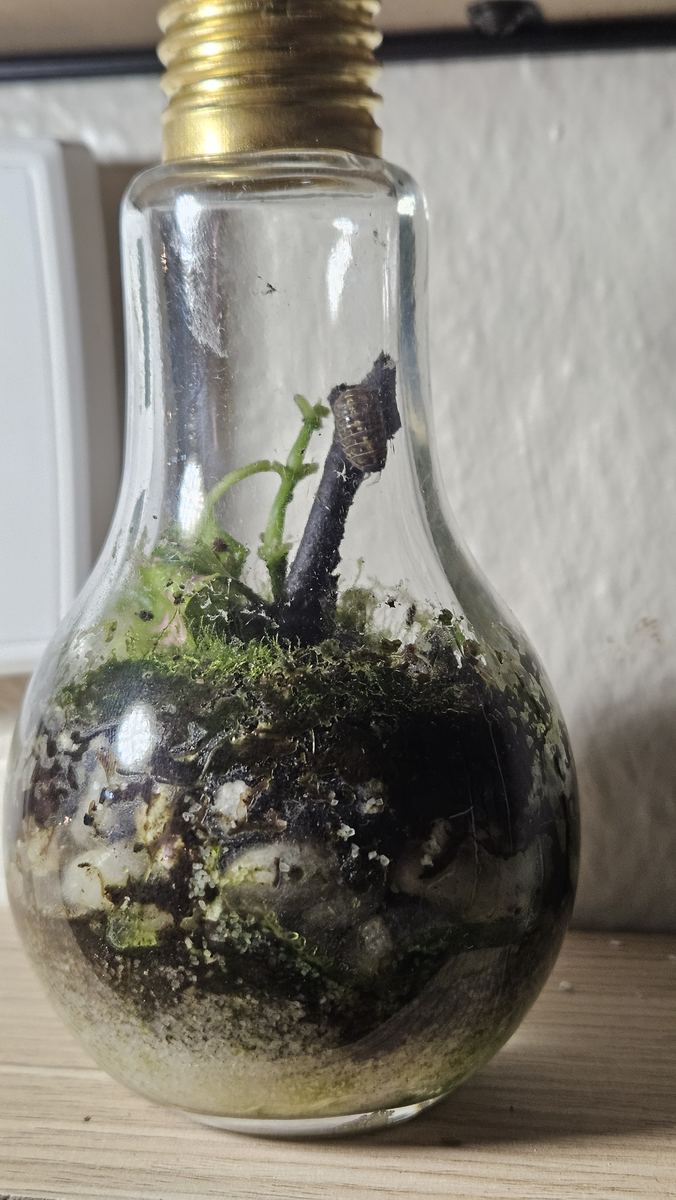 Sealed terrarium inside a glass light bulb with moss, a fern sprout and a driftwood branch