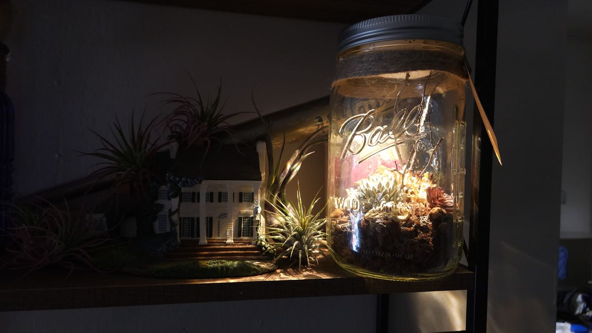 Lantern jar glowing on a shelf next to air plants
